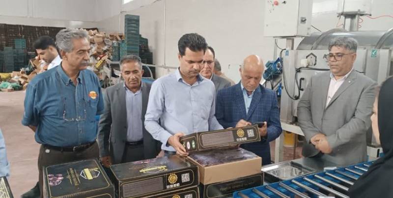 خوشه کسب‌وکار مرکبات در جنوب و شرق کرمان تشکیل می‌شود